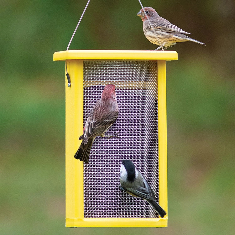 Duncraft Bird-Safe Nyjer® Mesh Feeder with yellow frame, hosting two finches and a chickadee on its mesh tube design, perfect for small birds.