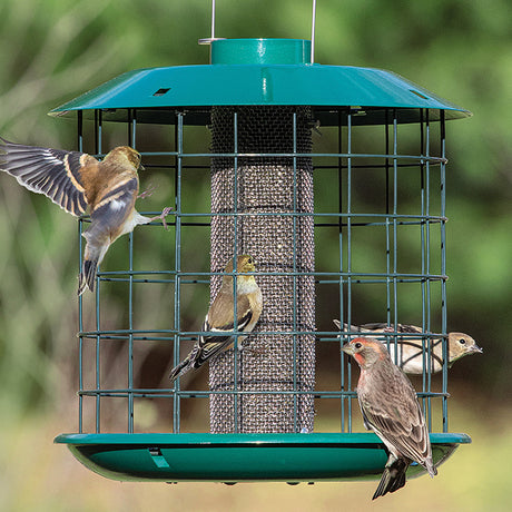 Duncraft Nyjer® Mesh Accent Selective Feeder with metal caging, birds feeding while perched, designed to protect seed from squirrels and larger birds.