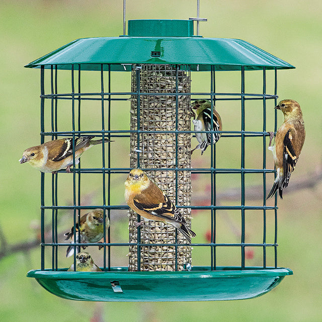 Duncraft Sunflower Mesh Accent Selective Feeder with multiple birds feeding, showcasing a metal roof, wire hanger, and squirrel-proof design.