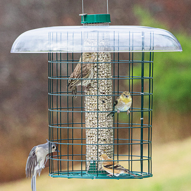 Duncraft Sunflower Mesh Sentinel Selective bird feeder with metal mesh tube, outer wire caging, and plastic weather guard roof, attracting songbirds while deterring squirrels.