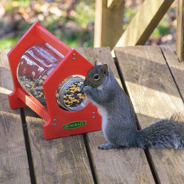 Duncraft Deck Squirrel Jar Feeder with a squirrel eating seeds from the jar, placed on a wooden surface.