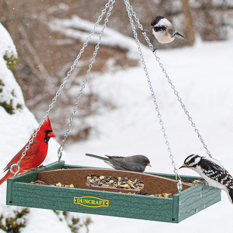 Duncraft Old Fashioned Toolbox Platform Feeder with mixed seeds, visited by a Northern Cardinal, Black-capped Chickadee, Dark-eyed Junco, and Downy Woodpecker against a snowy backdrop.