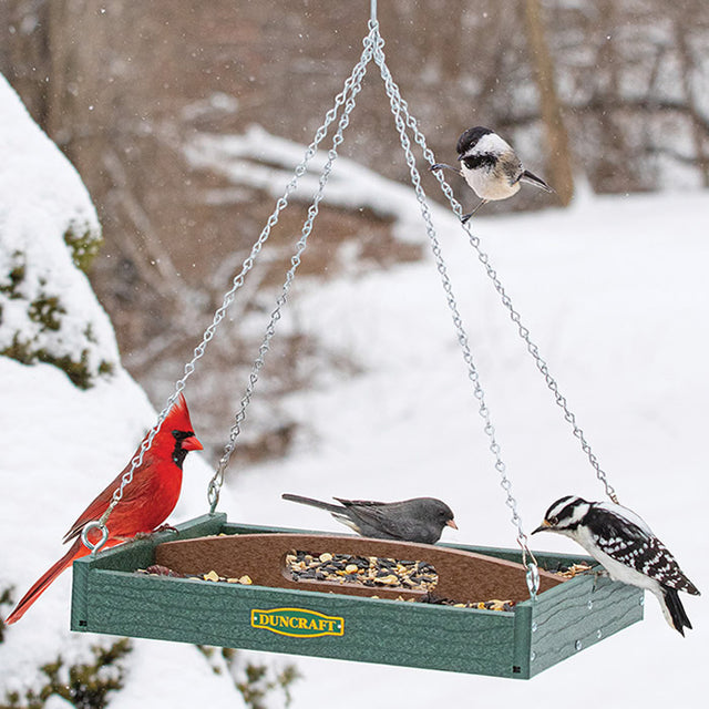 Duncraft Old-Fashioned Toolbox Platform Feeder, birds eating from an open-air feeder with S-hook hanging chain, made from recycled plastic for easy cleaning and unobstructed viewing.