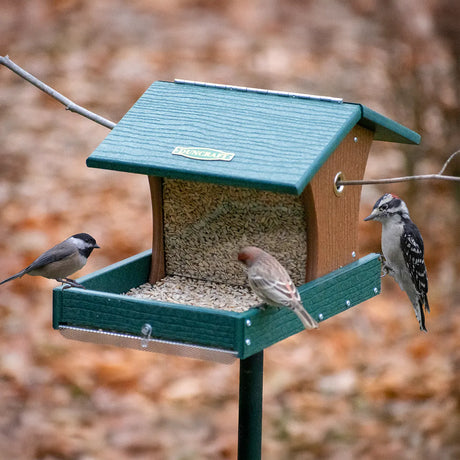 Duncraft Back to the Woods Cardinal Landing Tray with Pole, showing three birds feeding on sunflower seeds, features a protective roof and extended tray.