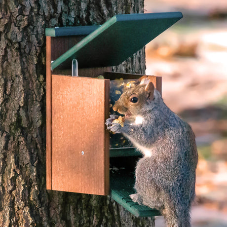 Duncraft Eco-Strong Jack in the Box Squirrel Feeder on tree, squirrel lifting lid with paws to access seeds inside, showcasing feeder's interactive design.