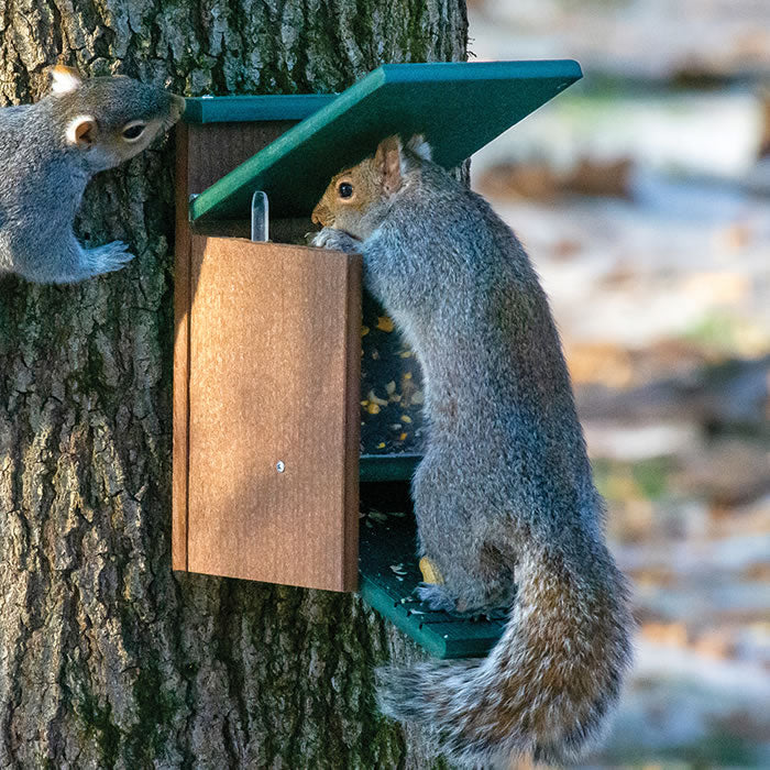 Duncraft Eco-Strong Jack in the Box Squirrel Feeder with two squirrels eating from the feeder's platform, showcasing the clearview front panel and rugged construction.