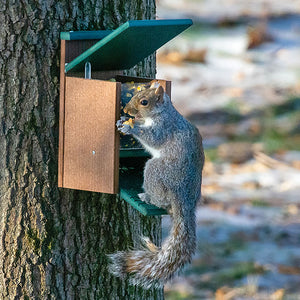 Duncraft Eco-Strong Jack in the Box Squirrel Feeder with a squirrel lifting the lid to access seeds, mounted on a flat surface.