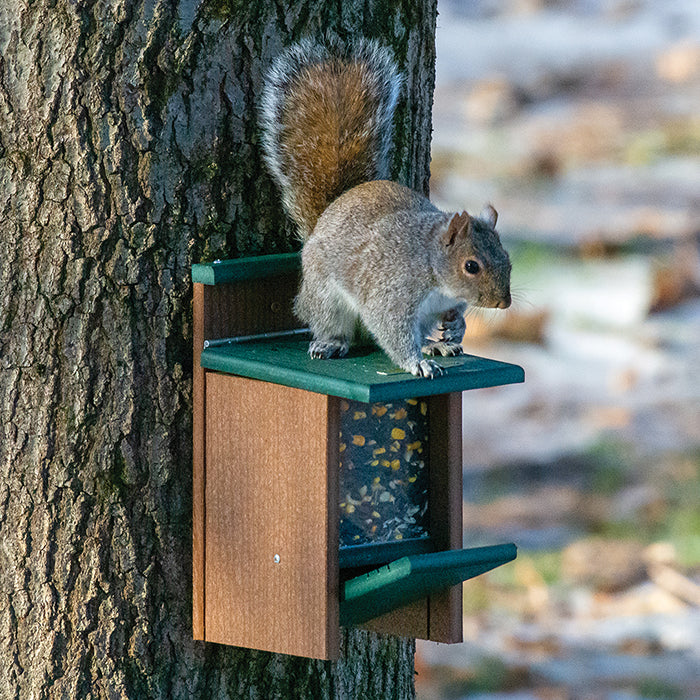 Duncraft Eco-Strong Jack in the Box Squirrel Feeder mounted on a surface with a squirrel lifting the lid for a treat.