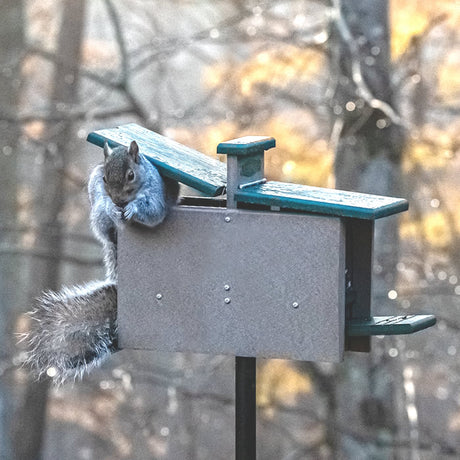 Duncraft Double Sided Jack in the Box Squirrel Feeder with a squirrel perched on a bird feeder, showcasing its interactive platforms and clearview plastic front panel.