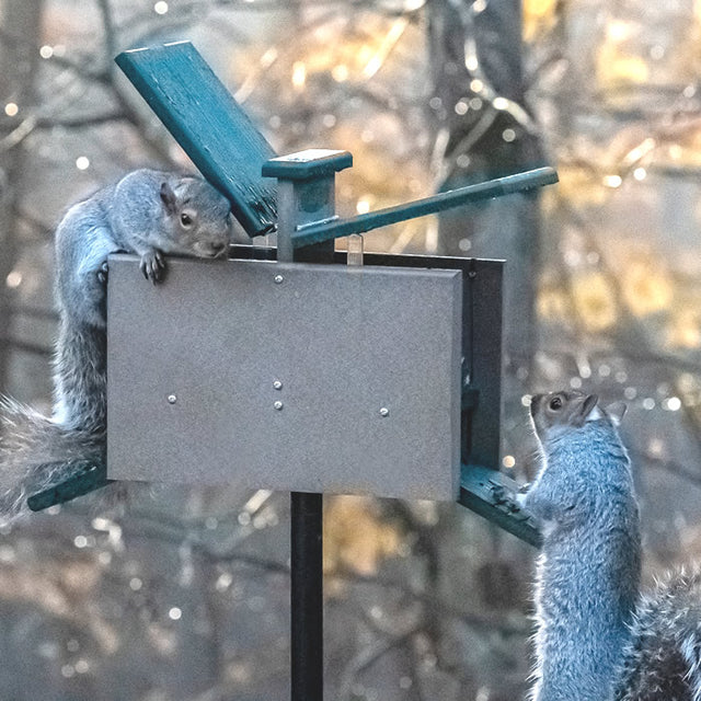 Duncraft Double Sided Jack in the Box Squirrel Feeder with two squirrels enjoying the feeder, showcasing its dual feeding platforms and clearview plastic front panel.