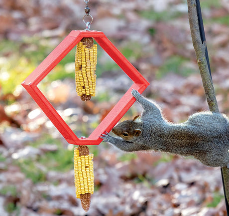 Duncraft Spinning Squirrel Feeder with a squirrel reaching for corn on the cob, designed to distract squirrels from bird feeders.