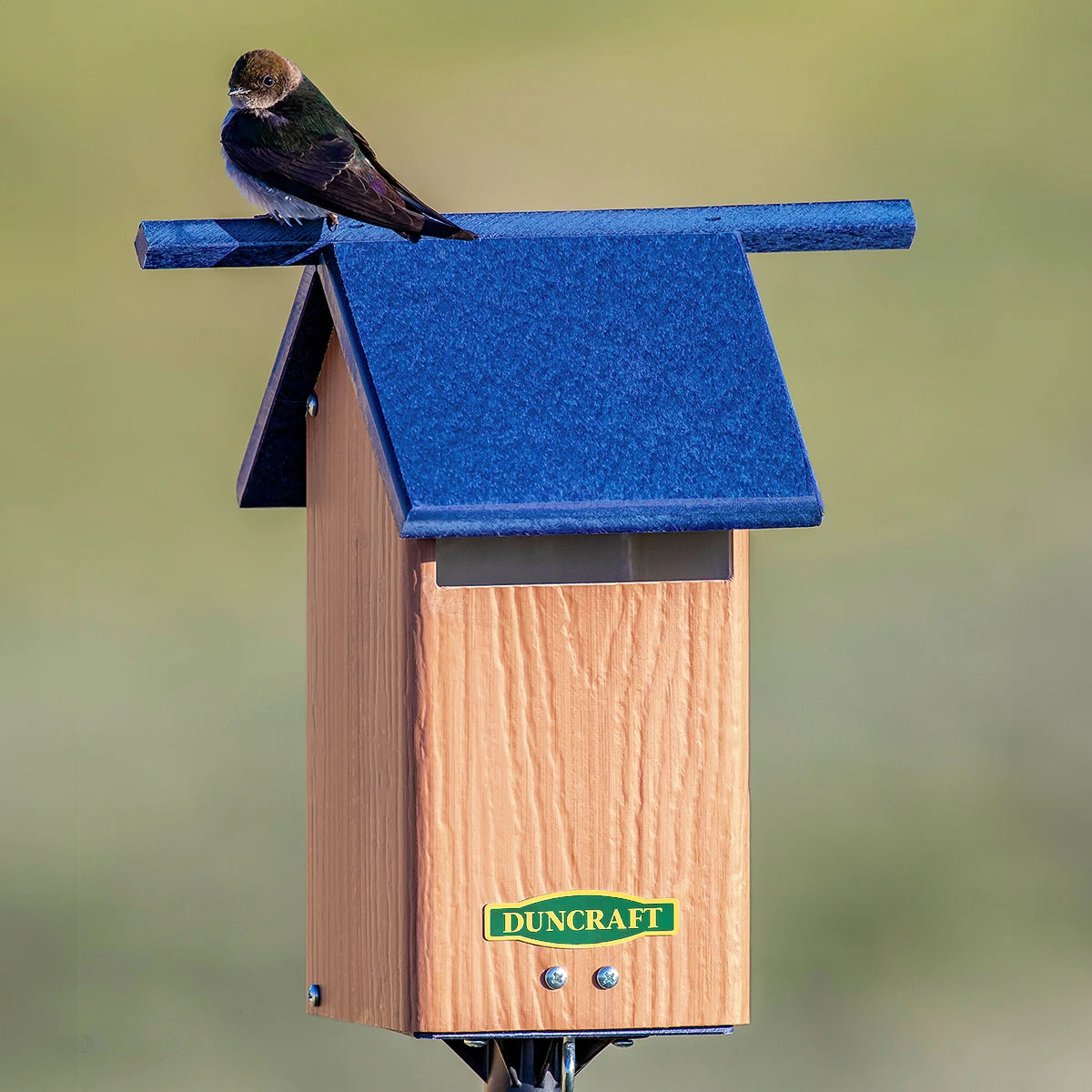 Duncraft Birds-Eye View Bluebird House and Pole with blue roof, featuring a slotted entrance and perched bird, mounted on a sturdy post.