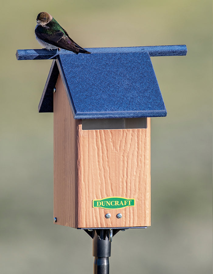 Duncraft Birds-Eye View Bluebird House and Pole, featuring a bird perched on the bluebird house, showcasing the slotted entrance and high perches.