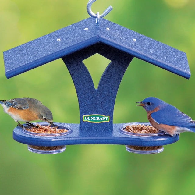 Duncraft Bluebird Mealworm Banquet showing a bluebird feeding from one of two clear plastic dishes under a roofed bird feeder.