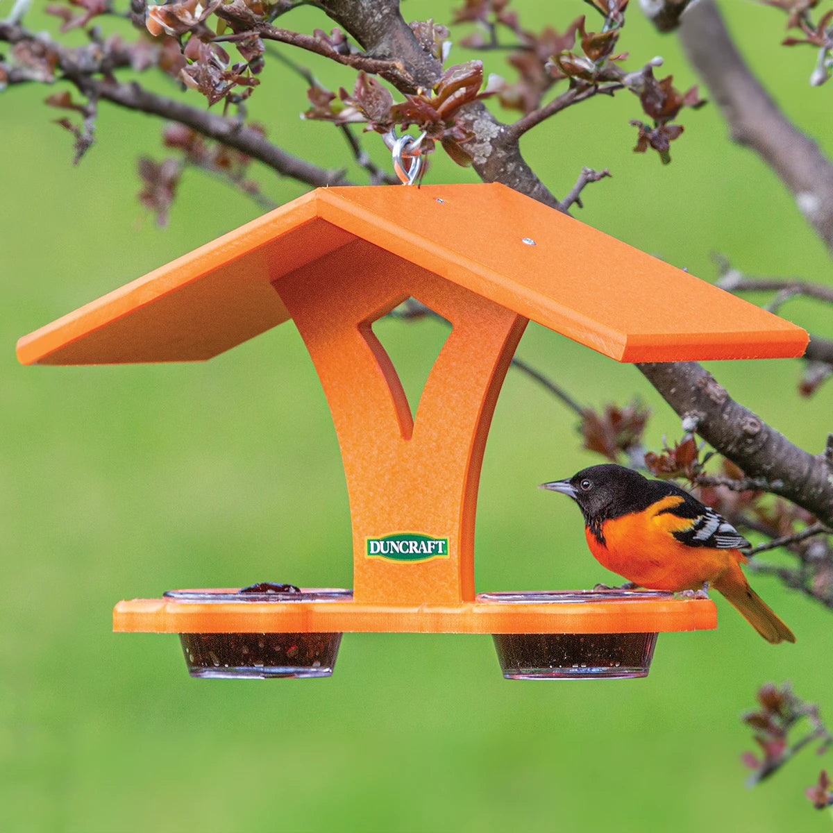 Duncraft Oriole Jelly Banquet feeder with an oriole perched on the large tray, featuring removable dishes and a sheltering roof.