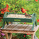 Duncraft EZ Move Ground Platform Feeder, Green, with mixed seeds, attracts northern cardinals and house finch, features durable recycled plastic and metal mesh for drainage.