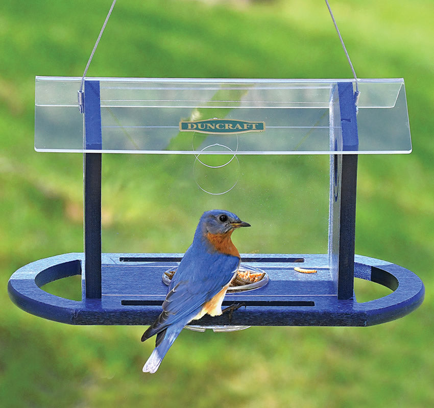 Duncraft Bluebird Cafe Feeder, featuring a blue bird eating from one of its four built-in perches. Plexiglass sides and clear roof protect food inside.