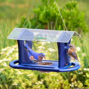 Duncraft Bluebird Cafe Feeder with bluebird eating mealworms from a dish, featuring built-in perches and plexiglass sides to deter larger birds.