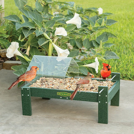 Duncraft Open Air Covered Ground Platform Feeder with clear plastic hood, three Northern Cardinals feeding, and white flowers in the background.