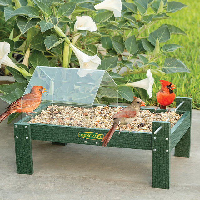 Duncraft Open Air Covered Ground Platform Feeder with birds perched on metal perches and feeding, featuring a clearview plastic canopy and durable design for ground-feeding birds.