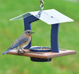 Duncraft Elegant Bluebird Feeder with a bird perched on the attached blue dish, featuring a protective roof and built-in perches.