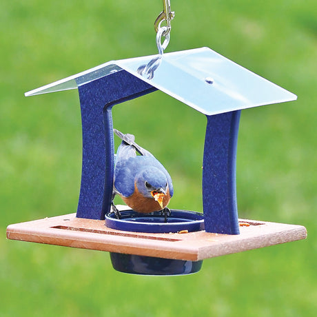 Duncraft Elegant Bluebird Feeder with a bluebird perched and eating from the feeder, featuring a clearview plastic roof and removable blue porcelain dish.