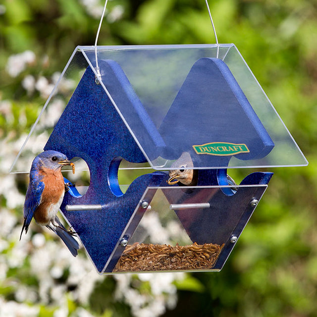 Duncraft Modern Bluebird Central Feeder: Bluebird eating mealworms from a clear-sided feeder with multiple entry holes and a deep base, hanging outdoors.