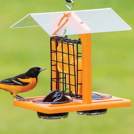 Duncraft Oriole Fruit and Jelly Classic Feeder with orange halves and jelly cups, featuring a Baltimore Oriole under a protective clear roof.