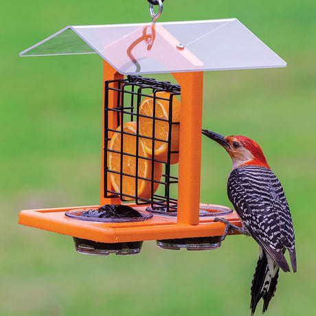 Duncraft Oriole Fruit and Jelly Classic Feeder with orange platform, wire cage for orange slices, and suet wells, visited by red-bellied woodpecker.