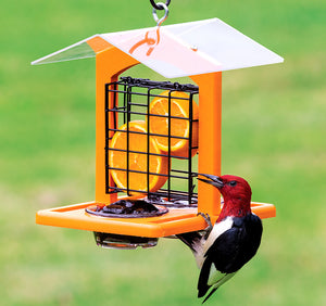 Duncraft Oriole Fruit and Jelly Classic Feeder with a woodpecker eating orange slices from the dual-sided cage feeder, featuring secure wire caging and a clear plastic roof.