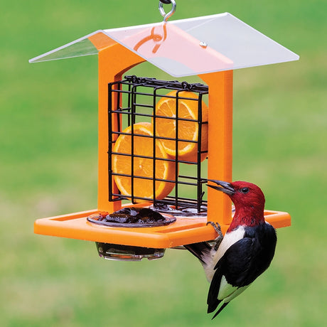 Duncraft Oriole Fruit and Jelly Classic Feeder with a red-headed woodpecker enjoying orange slice; features two dishes for jelly, secure wire caging, and weather-protective roof.