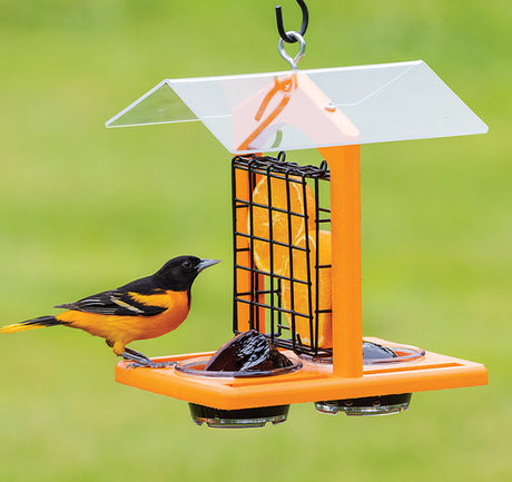 Duncraft Oriole Fruit and Jelly Classic Feeder with bird perched on it, featuring orange slices and grape jelly dishes in wire caging with protective roof.