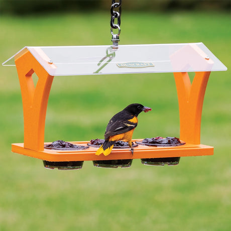 Duncraft Triple Jelly Cafe with orange supports and clear roof, holds six jelly cups, attracting a Baltimore oriole. Features durable design and easy-clean dishes.