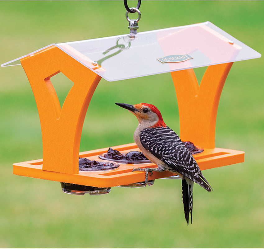 Duncraft Triple Jelly Cafe bird feeder with three clear dishes, large overhang roof, and a woodpecker on the feeder.