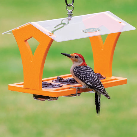 Duncraft Triple Jelly Cafe with an acrylic roof features three dishes for jelly, attracting a red-bellied woodpecker on a bright orange platform feeder.