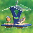 Duncraft Bluebird Best View Feeder with two Eastern Bluebirds feeding, featuring a clear roof, mealworm and nut cups, and easy-to-clean removable dishes.