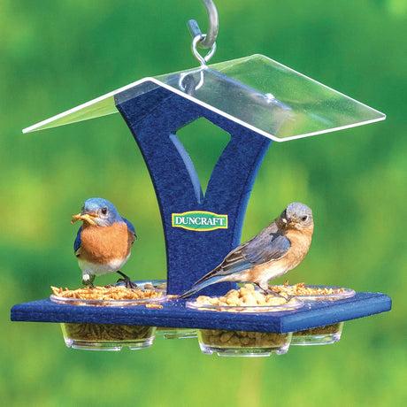 Duncraft Bluebird Best View Feeder with two Eastern Bluebirds feeding, featuring a clear roof, mealworm and nut cups, and easy-to-clean removable dishes.