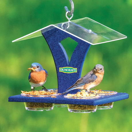 Duncraft Bluebird Best View Feeder with a bluebird perched on a removable clear plastic dish, featuring a protective roof and spacious feeding area.