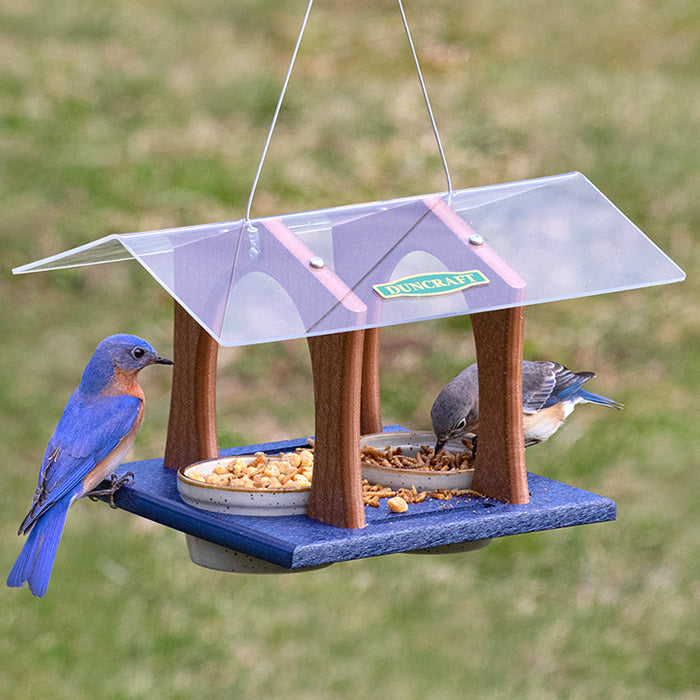 Duncraft Twin Arches Bluebird Feeder with two removable cups, large landing tray, and overhanging roof, shown with a bluebird eating from it.