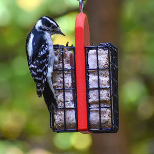 Duncraft Double Suet Feeder with a woodpecker perched and feeding on one of the two wire suet cages, ideal for attracting multiple birds.