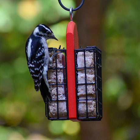 Duncraft Double Suet Feeder with black-and-white Downy Woodpecker clinging, feeding from suet in wire cages; features red plastic handle for easy hanging.
