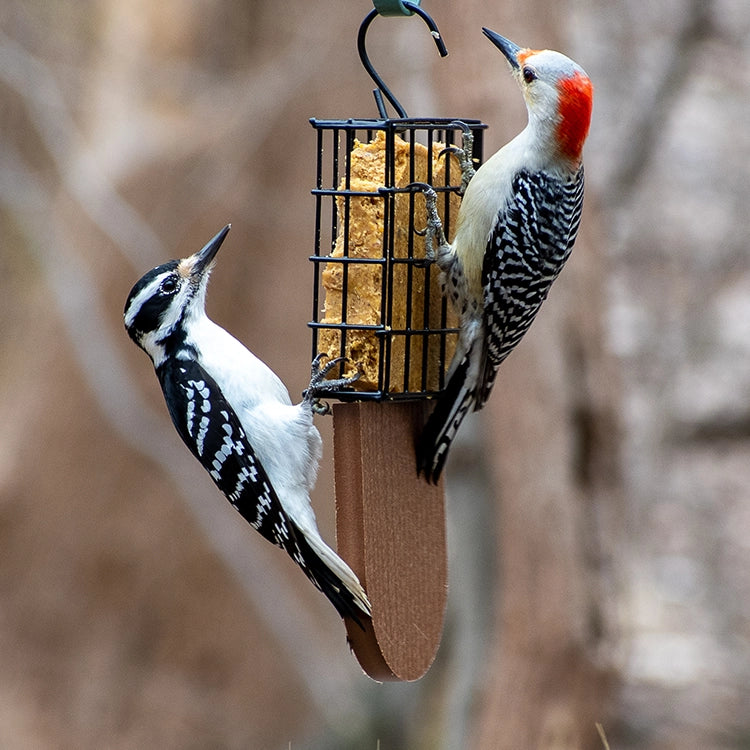 Tail Prop Suet Feeder, Brown, with two woodpeckers feeding; features suet cage, tail prop for balance, and space for clinging birds.