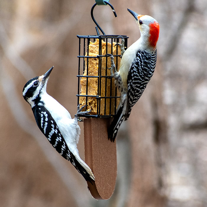 Tail Prop Suet Feeder, Brown, with two woodpeckers feeding from both sides. Durable design with suet cage and tail prop area for balance.