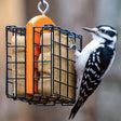 Duncraft Double Suet Feeder, Orange, with two wire suet cages and a bird feeding on one side.