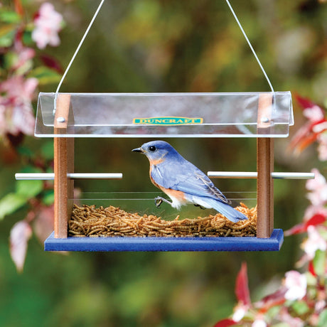 Duncraft Bluebird Central Feeder with open tray design, featuring a bluebird on a mealworm-filled tray, clear roof, and durable recycled plastic construction.