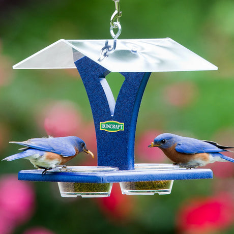 Duncraft Easy Bluebird Feeder with two bluebirds perched, each holding mealworms on the large tray. Features removable dishes and protective roof for easy feeding.