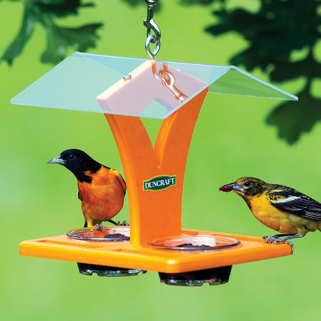 Duncraft Easy Oriole Feeder with two orioles feeding on jelly in orange feeder with clear roof, perfect for attracting birds outdoors.