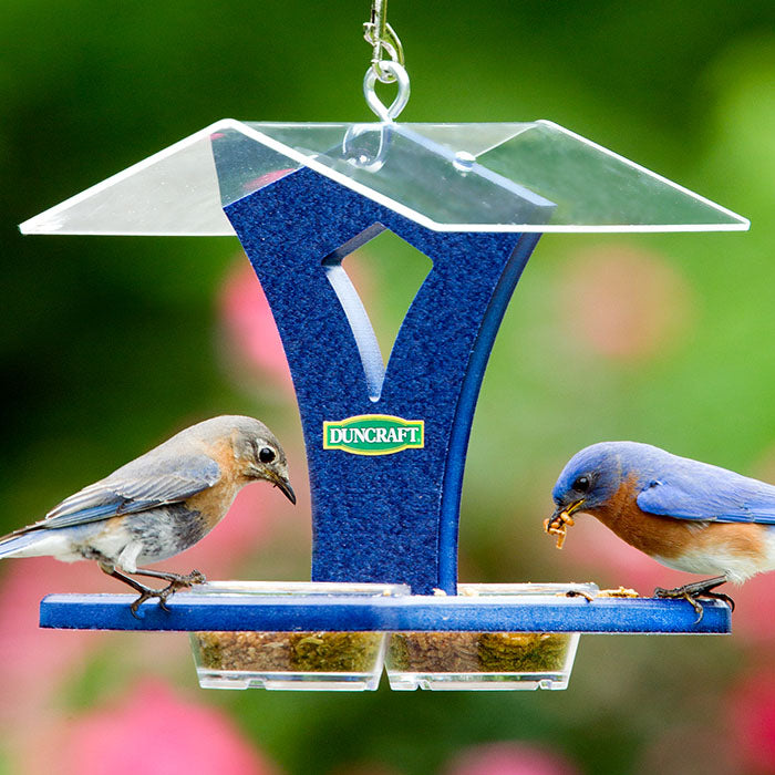 Duncraft Easy Bluebird Feeder with a bluebird eating from the large, covered tray. Features two removable clear dishes for mealworms and an overhanging roof.