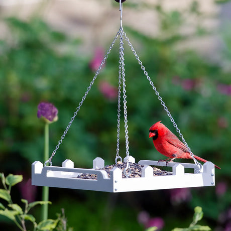 Duncraft White Picket Fence Platform Feeder with durable white recycled plastic and metal mesh drainage, showcasing a Northern Cardinal on its edge, filled with mixed seeds.
