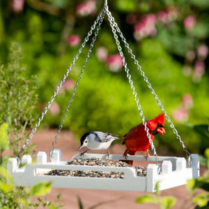 Duncraft White Picket Fence Platform Feeder with a red bird perched on it, featuring a durable design, metal mesh drainage, and raised handles for easy bird feeding.